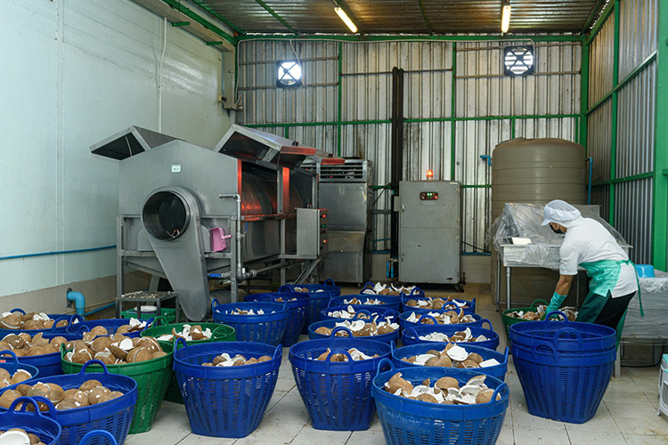 CoCo-1 ต่อยอดผลิตภัณฑ์จากมะพร้าวครบวงจร สู่ธุรกิจยั่งยืน ด้วยพันธมิตรที่เข้าใจ SME -finbiz